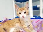 Adopt Kitten 25452 (Blazey) a Orange or Red Domestic Shorthair (short coat) cat