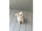 Adopt Lilly a White Coton de Tulear / Mixed dog in Leesburg, FL (41570804)