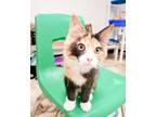 Adopt Kitten 25449 (Dolly) a Calico (short coat) cat in Parlier, CA (41570801)