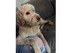 Adopt Cooper a Tan/Yellow/Fawn Goldendoodle / Mixed dog in Hobart, IN (41570800)