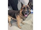 Adopt a German Shepherd Dog / Mixed dog in Pomona, CA (41570799)