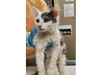 Adopt Rw Knight a Domestic Shorthair / Mixed cat in Mipiltas, CA (41570724)