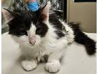 Adopt Rw Ash a Domestic Shorthair / Mixed cat in Mipiltas, CA (41570721)