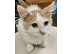 Adopt Rw Carmel a Domestic Shorthair / Mixed cat in Mipiltas, CA (41570716)