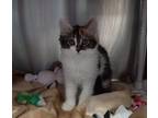 Adopt Arabella a Domestic Mediumhair / Mixed cat in Mipiltas, CA (41570715)