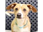 Adopt Wayne a Dachshund / Mixed dog in Midland, TX (41570713)