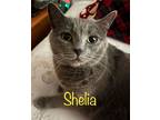 Adopt Shelia a Gray or Blue Domestic Shorthair / Mixed (medium coat) cat in
