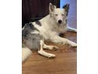 Adopt Mack a Merle Australian Shepherd / Mixed dog in Springfield, MO (41570741)