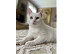 Adopt Fiona a White Domestic Mediumhair / Mixed cat in Philadelphia
