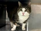 Adopt Khelia a Domestic Shorthair / Mixed cat in New York, NY (41570555)