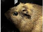 Adopt Etna a Guinea Pig small animal in Brooklyn, NY (41570527)