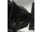 Adopt Lili a Domestic Mediumhair / Mixed cat in Brooklyn, NY (41570526)
