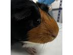 Adopt Coco a Guinea Pig small animal in Brooklyn, NY (41570524)