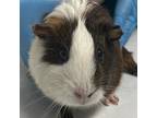 Adopt Chanel a Guinea Pig small animal in Brooklyn, NY (41570523)