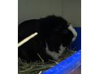 Adopt Popcorn a Guinea Pig (short coat) small animal in Brooklyn, NY (41570513)