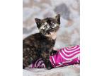 Adopt Padme a Tortoiseshell Domestic Shorthair / Mixed (short coat) cat in