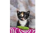 Adopt Ahsoka a Tortoiseshell Domestic Shorthair / Mixed (short coat) cat in