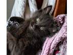 Adopt Chonkers a All Black Domestic Longhair / Mixed (long coat) cat in