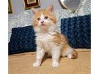 Adopt Peaches n Cream a Orange or Red (Mostly) Domestic Longhair / Mixed (long