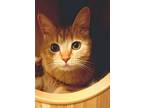 Adopt Peach a Orange or Red Domestic Shorthair / Mixed (short coat) cat in