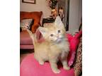 Adopt Peach Cobbler (Cobby) a Orange or Red Domestic Longhair / Mixed (long