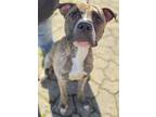 Adopt Fleck a Brindle American Pit Bull Terrier dog in Cassopolis, MI (41570506)