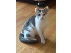 Adopt Grey a Black & White or Tuxedo Domestic Shorthair (short coat) cat in