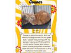 Adopt Cooper a Orange or Red Domestic Shorthair (short coat) cat in Webster