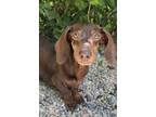Adopt Ginger a Dachshund / Mixed dog in Matawan, NJ (41570478)