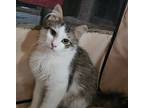 Adopt Pearl a Gray, Blue or Silver Tabby Domestic Mediumhair (medium coat) cat