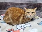 Adopt Diane a Domestic Shorthair / Mixed (short coat) cat in Washington Court
