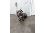 Adopt Damian a Gray/Silver/Salt & Pepper - with White American Pit Bull Terrier