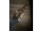 Adopt Seamus a Orange or Red American Shorthair / Mixed (short coat) cat in