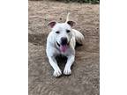 Adopt Ellie Mae a White - with Tan, Yellow or Fawn Terrier (Unknown Type