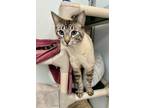 Adopt Optimus a Domestic Shorthair / Mixed (short coat) cat in Gillette