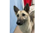 Adopt Mystic a German Shepherd Dog / Husky / Mixed dog in Genoa, IL (41570451)
