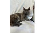 Adopt Pomegranate a Domestic Shorthair / Mixed (short coat) cat in Ferndale
