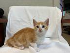 Adopt Papaya a Domestic Shorthair / Mixed (short coat) cat in Ferndale