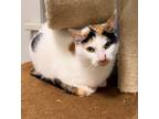 Adopt Nova a Domestic Shorthair / Mixed (short coat) cat in Ferndale