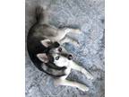 Adopt Miss Kiwi a Black - with White Husky / Mixed dog in Beaverton