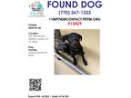 Adopt #15429 a Black Labrador Retriever / Mixed Breed (Medium) / Mixed dog in