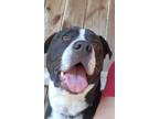 Adopt Tito a Tricolor (Tan/Brown & Black & White) American Pit Bull Terrier /