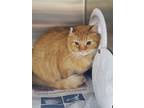 Adopt 2024-05-089 a Domestic Shorthair / Mixed (short coat) cat in Winder