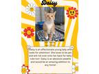 Adopt Daisy a Orange or Red Domestic Shorthair (short coat) cat in Webster City