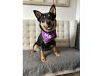 Adopt Cyprus a Black - with Tan, Yellow or Fawn Australian Cattle Dog dog in