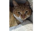 Adopt Fiona a Orange or Red Domestic Shorthair / Mixed cat in Newport