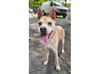 Adopt Freddy a Husky / Mixed Breed (Medium) / Mixed dog in POMONA, NY (41570434)