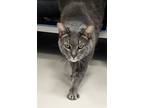 Adopt Thomas O'Malley a Gray or Blue Domestic Shorthair / Mixed (short coat) cat