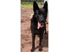 Adopt Bear a Black German Shepherd Dog / Mixed dog in Webster, WI (41565894)