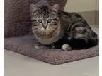 Adopt Sushi a Gray or Blue (Mostly) Domestic Shorthair / Mixed (short coat) cat